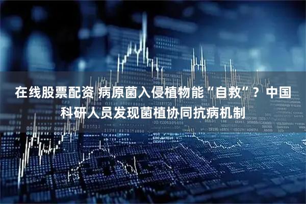 在线股票配资 病原菌入侵植物能“自救”？中国科研人员发现菌植协同抗病机制